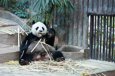 Giant Panda Stock Photos, Images and Backgrounds for Free Download