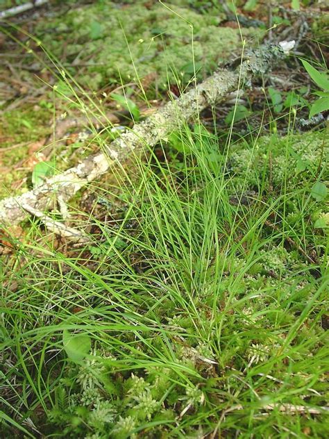 How To Grow Use And Care For Threeseeded Sedge Grass Carex Trisperma Agric4profits