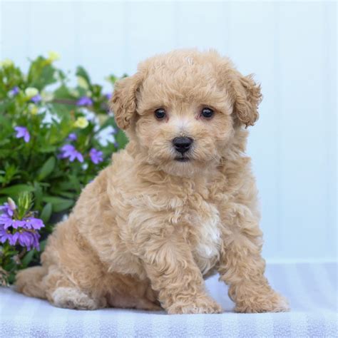Bichon Frise Puppies for Sale (Cute, Smart, & Healthy) | VIP Puppies