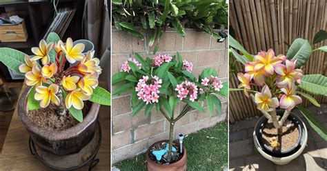 Everything About Growing Plumeria In Pots Balcony Garden Web