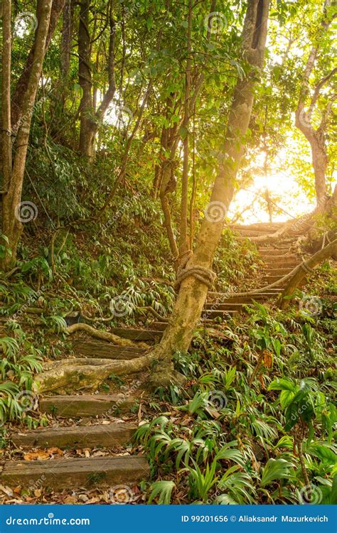 Stairs Leading Up A Walkway In The Jungle Stock Photo Image Of