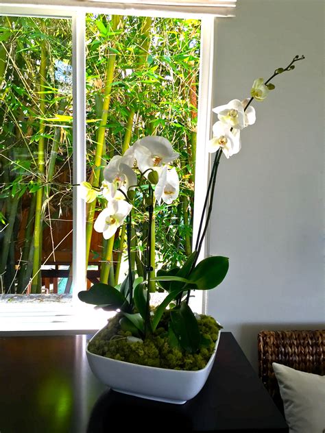 DIY Indoor Orchid Garden Trace Style Create Live