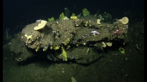 Rocky Reefs And Sponge Gardens Off Southern California Nautilus Live