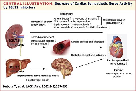 Clinical Benefits Of SodiumGlucose Cotransporter 2 Inhibitors And The