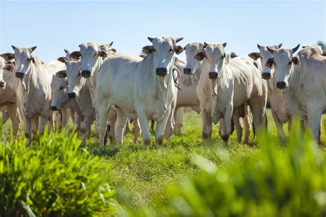 Raças de gado de corte tipos que dão um delicioso churrasco Guia Animal