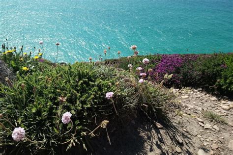 Where And When To See Wild Orchids In The Uk Plantlife