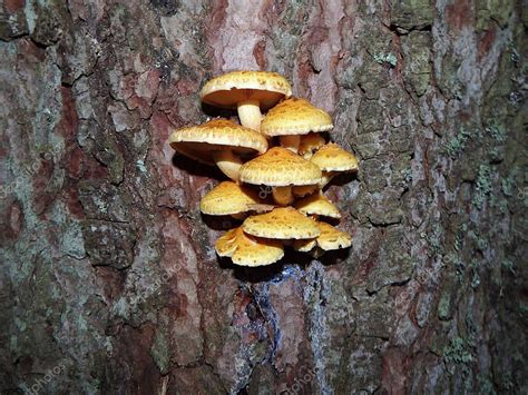 Armillaria hongos de miel hongos que crecen en un árbol 2023