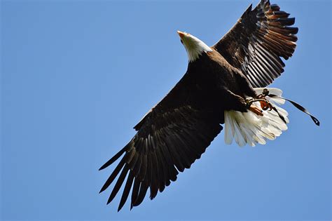 Free photo: bald eagles, wildpark poing, fly, bird of prey, plumage ...