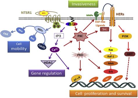 Simplified Signaling Pathway By Which Nts Could Contribute To Cancer