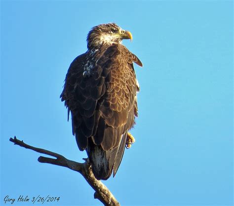 Immature Or Juvenile Bald Eagle Immature Bald Eagles Lac Flickr