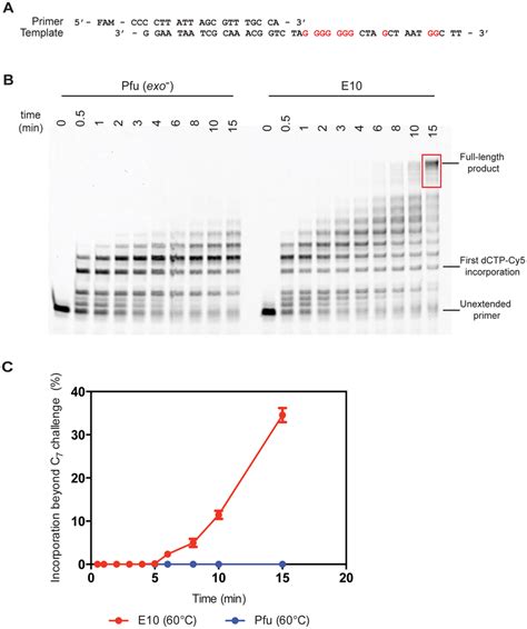 Polymerase Activity At 60°c A The Primer Extension Assays Used A