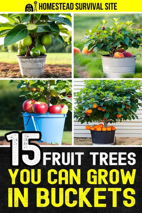 Fruit Trees You Can Grow In Buckets Artofit