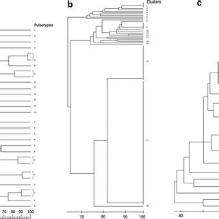 DNA fingerprinting analysis. (a) PFGE fingerprints of OXA-48-like ...