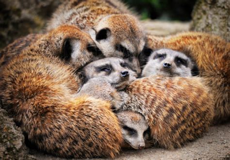 Meerkats Sleeping Stock Photo - Download Image Now - iStock