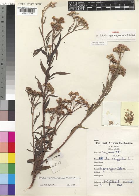 Ethulia Ngorongoroensis M G Gilbert Plants Of The World Online Kew