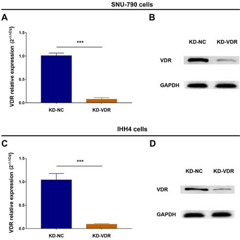 Vdr Expression In Papillary Thyroid Cancer Cells After Knockdown