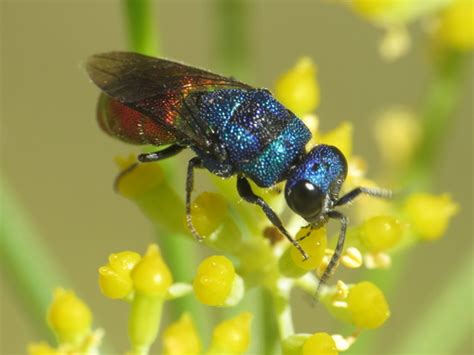 Cerastes Species Group (Complex Cerastes group) · iNaturalist