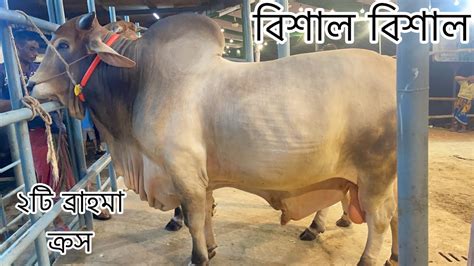 Biggest Heavyweight Cross Brahman Pair Of Bulls Sadeeq Agro The