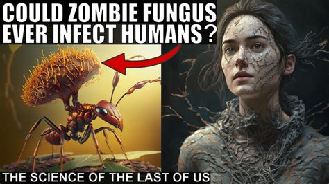 How Cordyceps Zombie Fungus Infects Ants And What It Could Do To