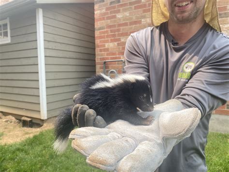 how to keep skunks out of your yard 5