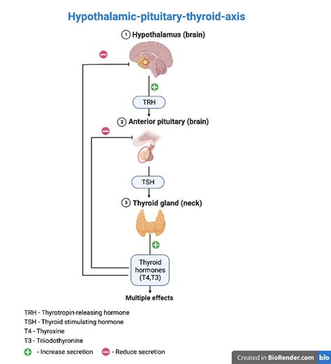 Hypothalmic Pituitary Thyroid Axis Medizzy