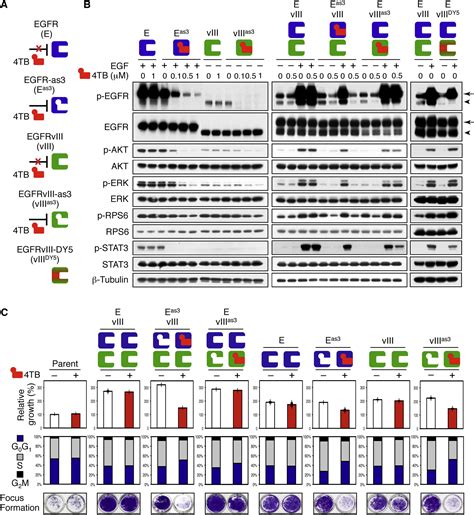 Egfr Phosphorylates Tumor Derived Egfrviii Driving Stat And