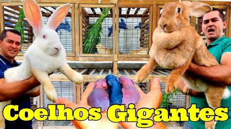 Cria O De Coelhos Gigantes Youtube