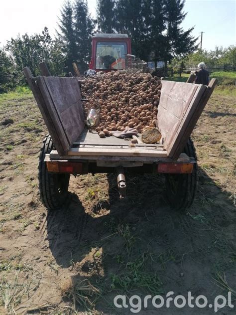 Ziemniaki Galeria Rolnicza Agrofoto