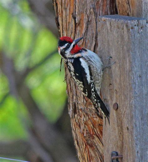 Red Naped Sapsucker East Cascades Audubon Society