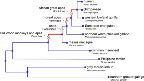 The Primates clade with the species used in the branch-site test. The... | Download Scientific ...