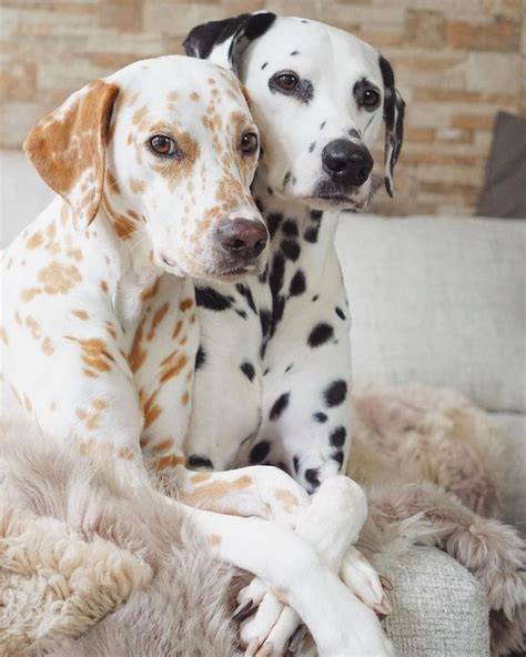 Pretty And Cute Dalmatians😍 In 2020 Cute Baby Animals Cute Little