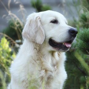 The History of the White Golden Retriever - Blog By Elite White Goldens