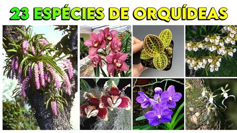 23 EspÉcies De OrquÍdeas Para IdentificaÇÃo Nomes CientÍficos Orquídea Orchid Youtube