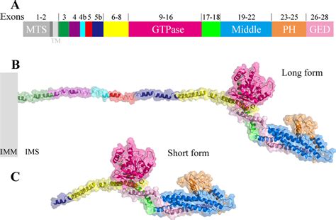 The Three Dimensional Structure Of Human Opa1 Protein A