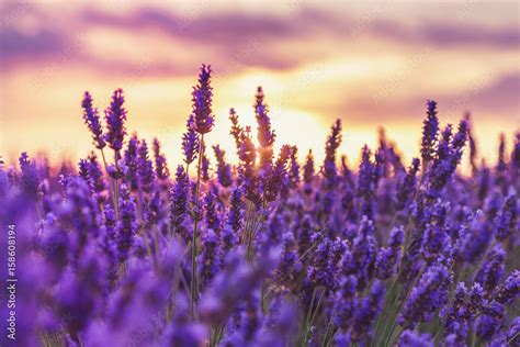 Beautiful Sunset On Lavender Fields In Provence France Lavender