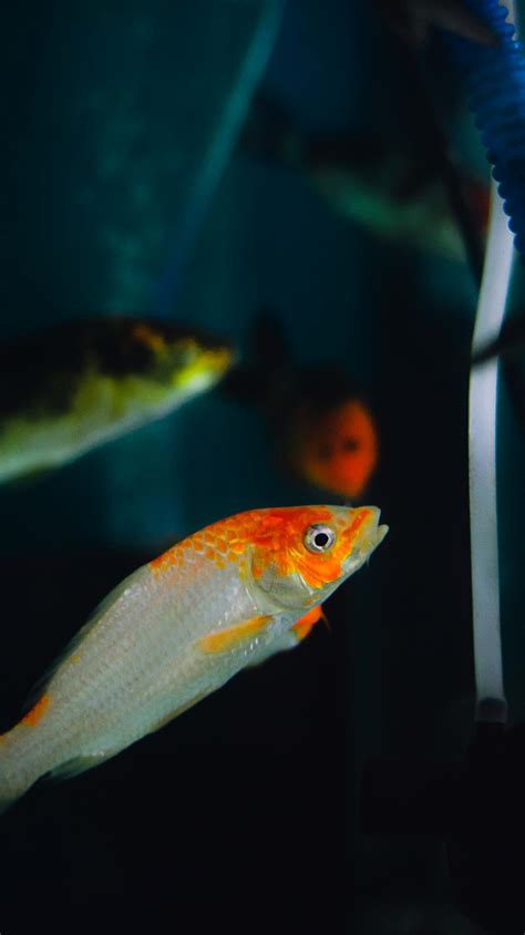 Tiny shiny goldfish swimming in water of aquarium · Free Stock Photo