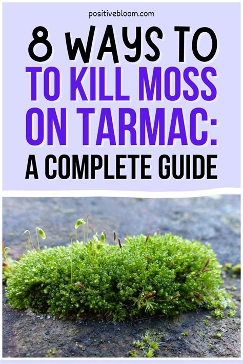 Ways To Kill Moss On Tarmac A Complete Guide Moss Moss Removal