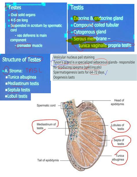 SOLUTION: Testes & Scrotum (Male reproductive organ): Basic Medical ...