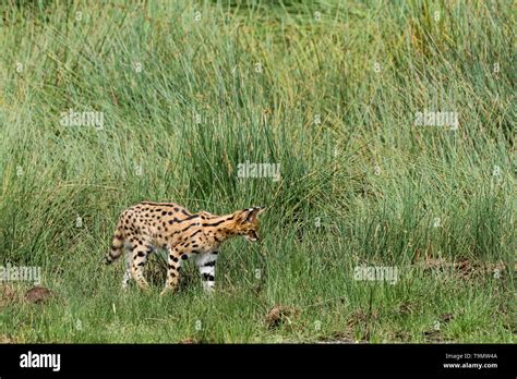 Serval cat (Leptailurus serval) hunting for prey on the long grass, Lake Ndutu, Tanzania Stock ...