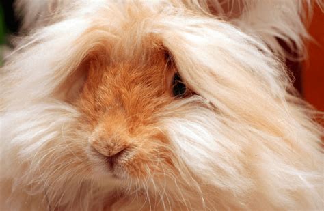 English Angora Rabbit - Complete Guide & Top Facts