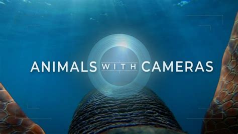 Oceans & Australia - Animals with Cameras - watch free online ...