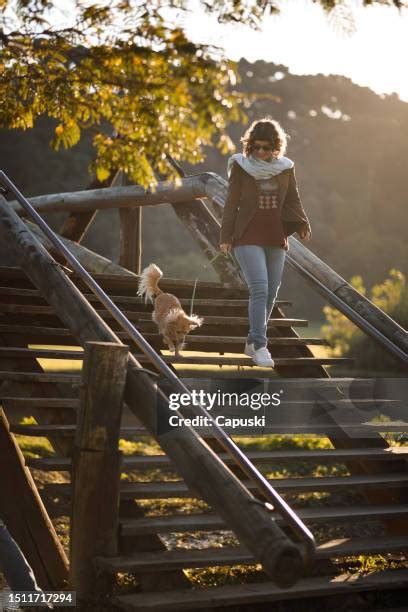 104 Dog Going Down Stairs Stock Photos, High-Res Pictures, and Images ...