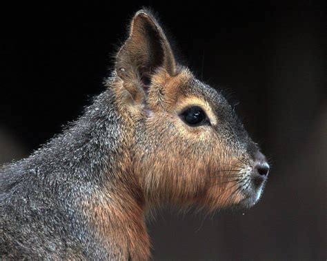 Patagonian Mara Unusual Animals