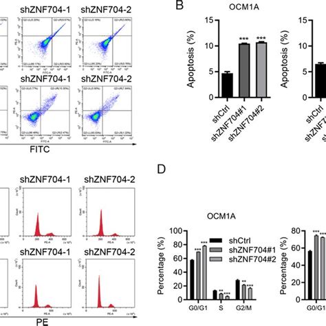 Znf Regulates Apoptosis And Cell Cycle In Um Cells A And B