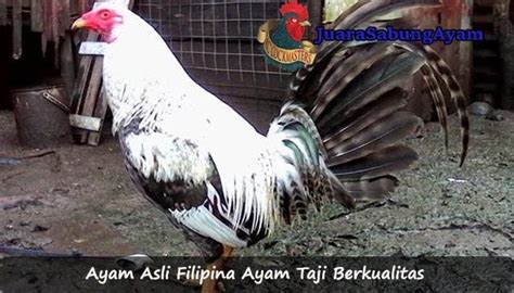 Gambar Ayam Filipina Asli Materi Belajar Online