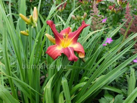 Лилейник Ред Саспендерс (Red Suspenders) купить в blumgarden.ru