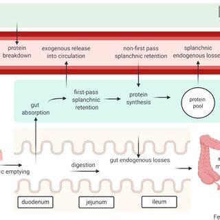 PDF Protein Digestion And Absorption The Influence Of Food Processing