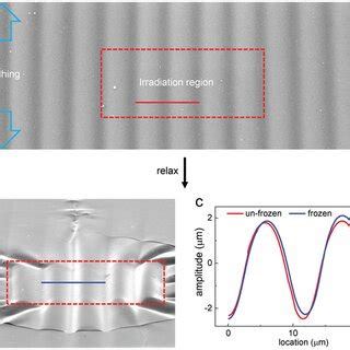 Interpretation Of Electron Irradiation Frozen Effect In Stiff Soft