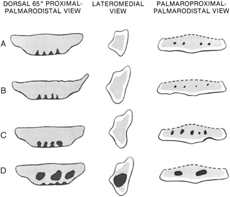 Equine Navicular Bone Anatomy