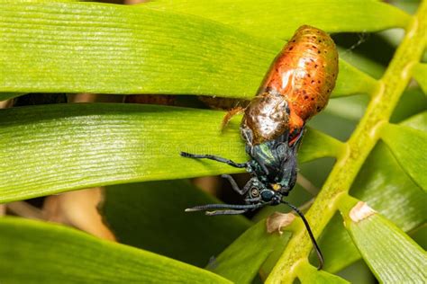 Macro Shot of Endangered Species Atala Butterfly Chrysalis Emerge on Green Plant Stock Photo ...